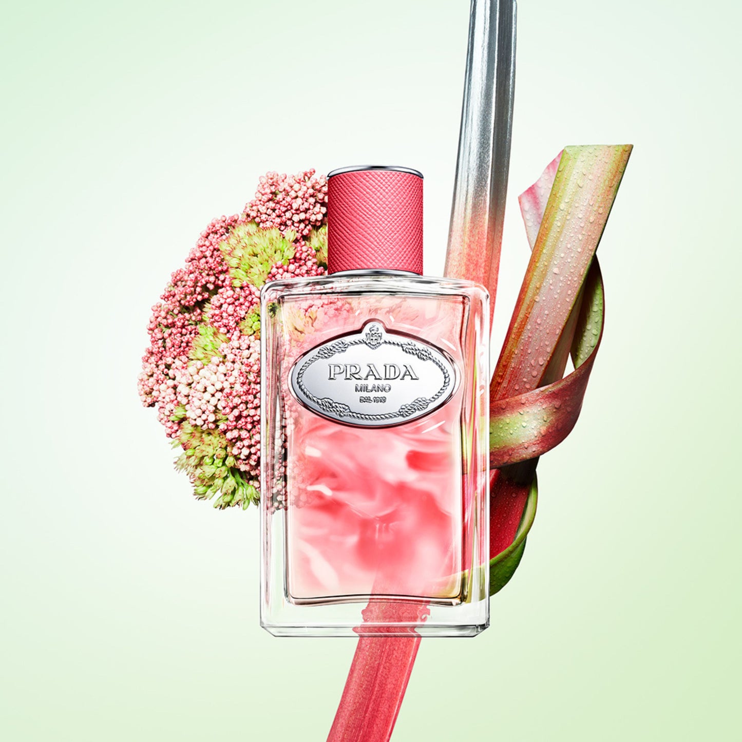 Infusion Rhubarbe