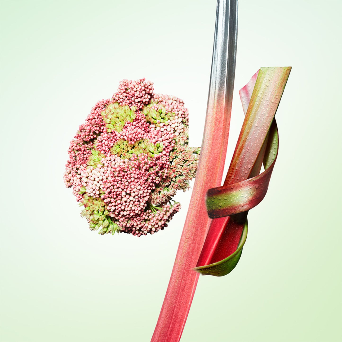 Infusion Rhubarbe