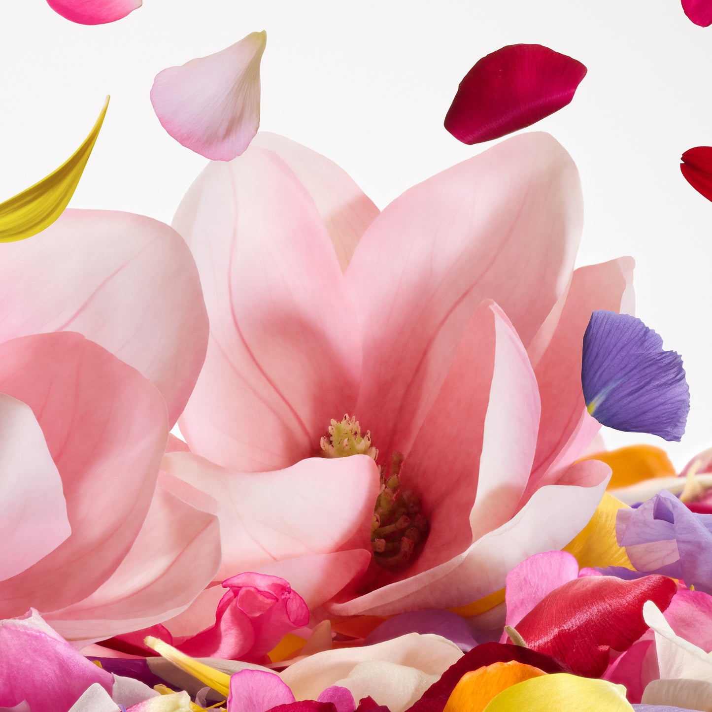 Dolce Magnolia